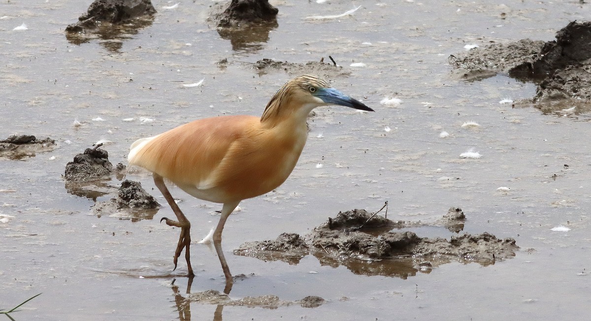 Squacco Heron - ML620498799