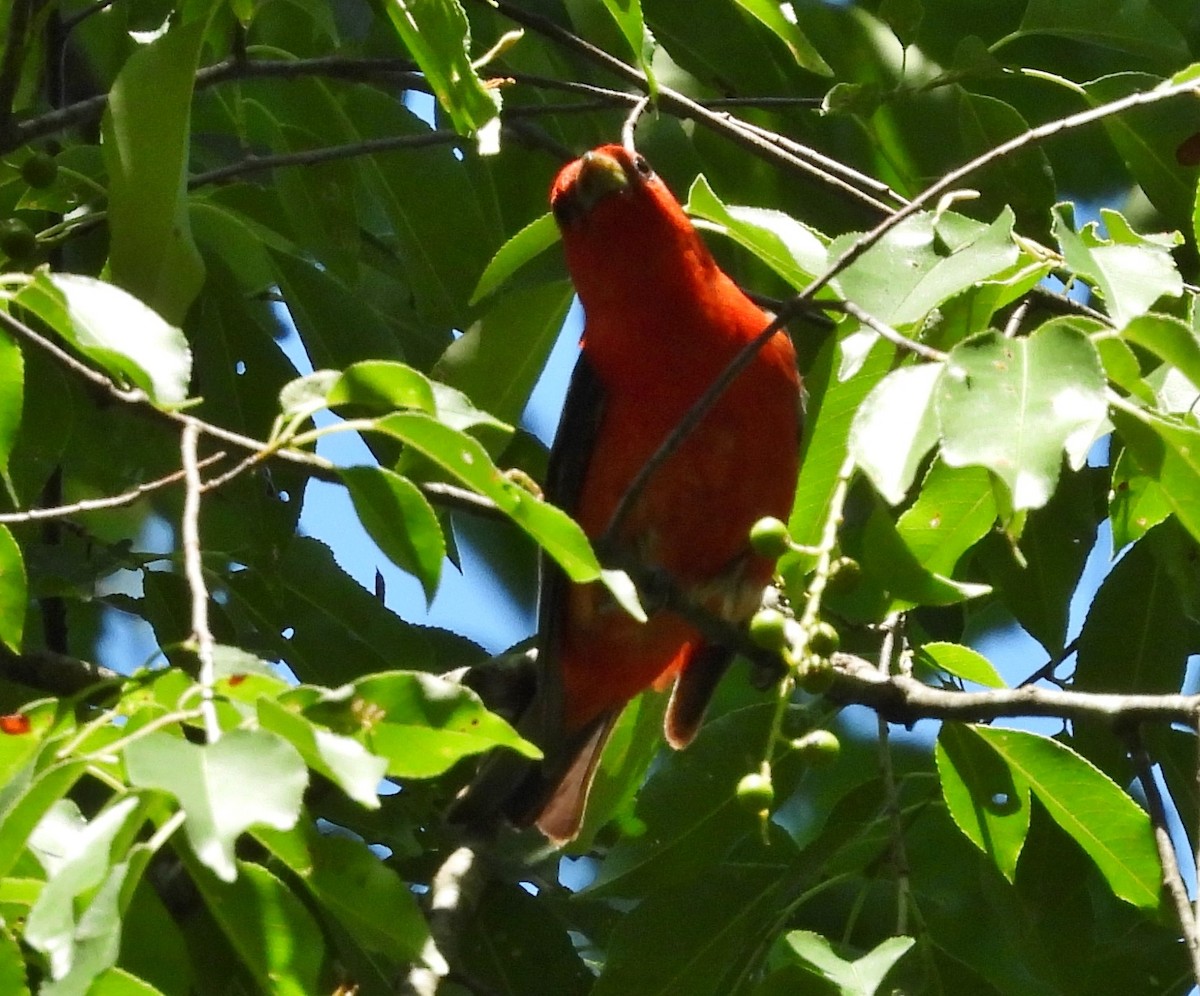 Scarlet Tanager - ML620498801