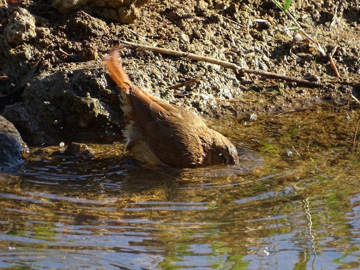 Rufous Hornero - ML620498804