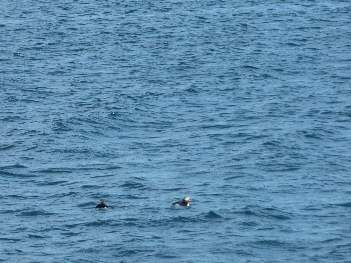 Atlantic Puffin - ML620498807