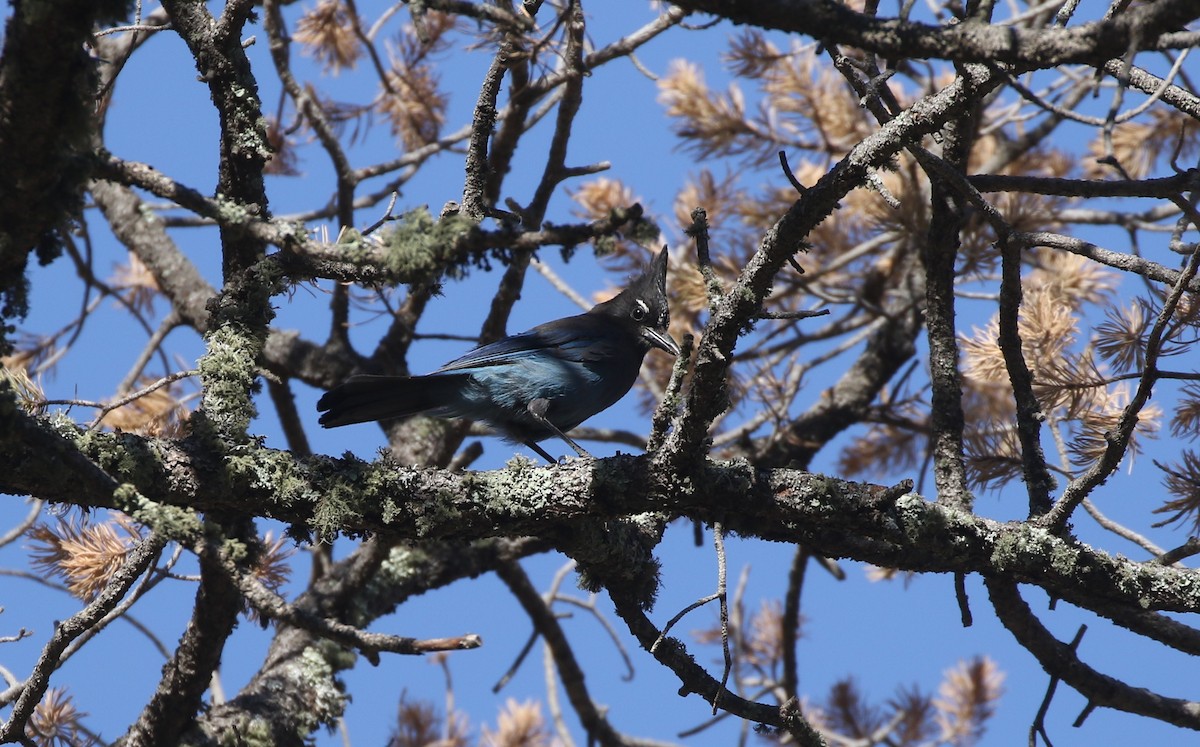 Steller's Jay - ML620498810