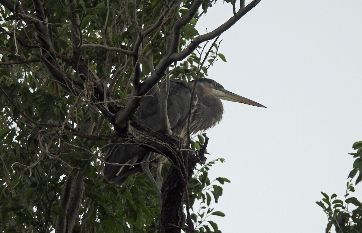 Great Blue Heron - ML620498812