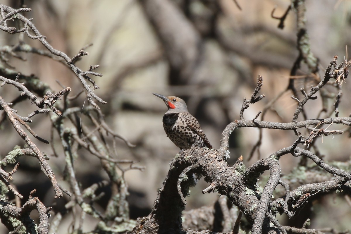 Northern Flicker (Red-shafted) - ML620498814