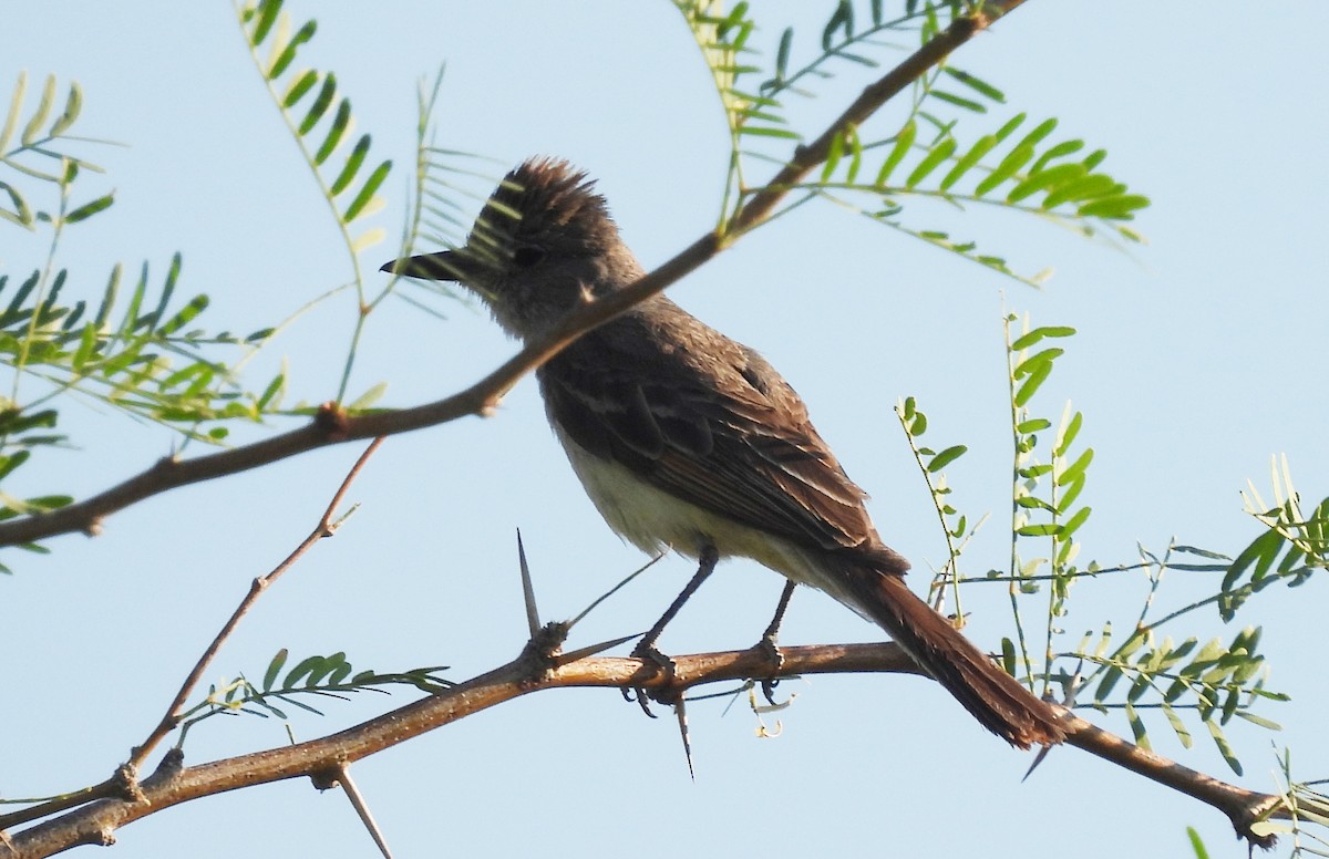 Brown-crested Flycatcher - Corey S.
