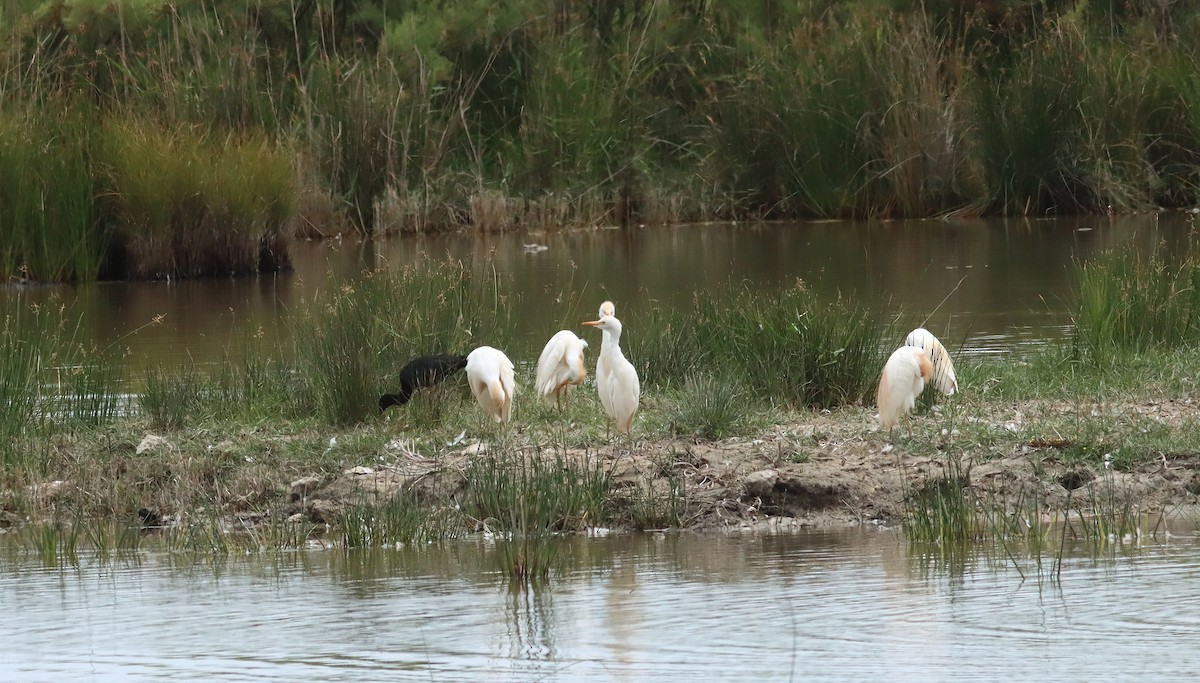 Western Cattle Egret - ML620498817