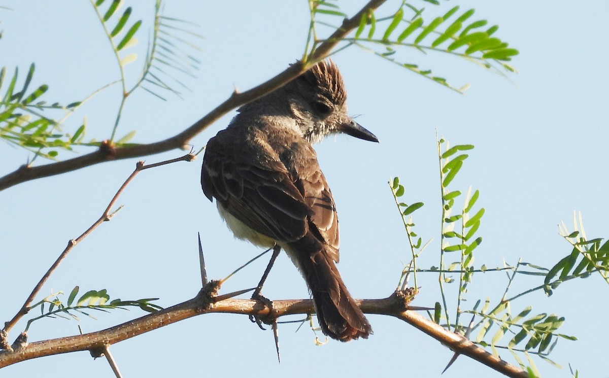 Brown-crested Flycatcher - ML620498818