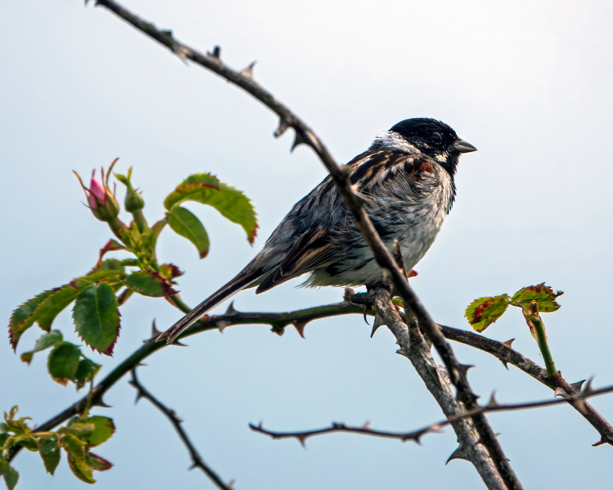 Reed Bunting - ML620498822