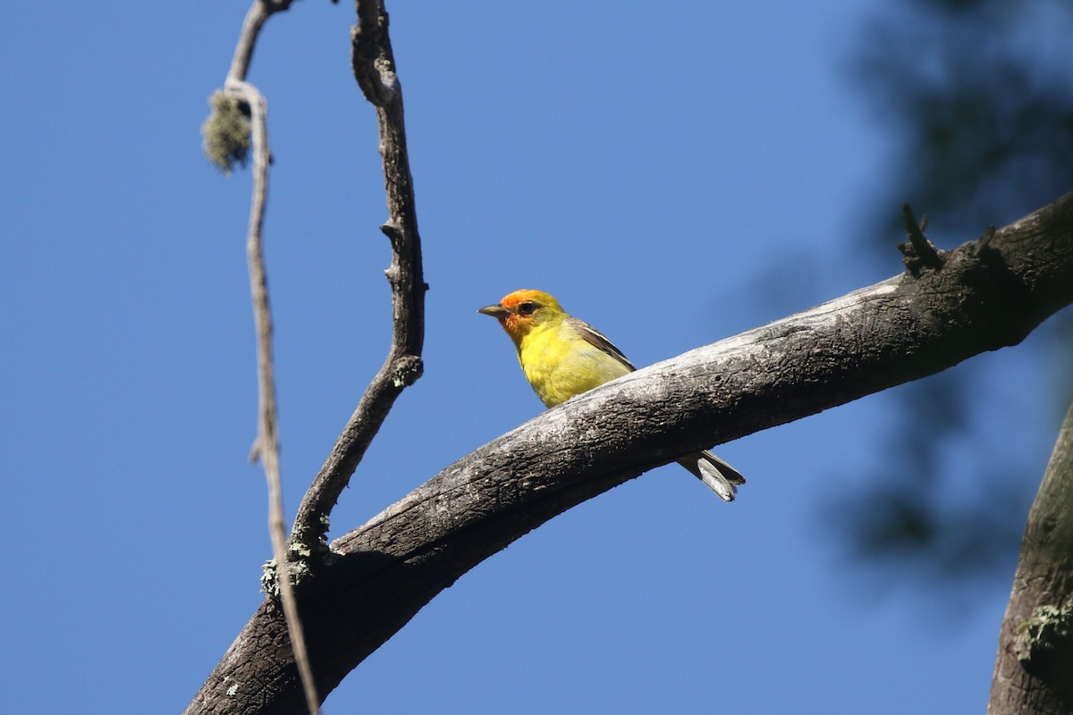 Western Tanager - ML620498829