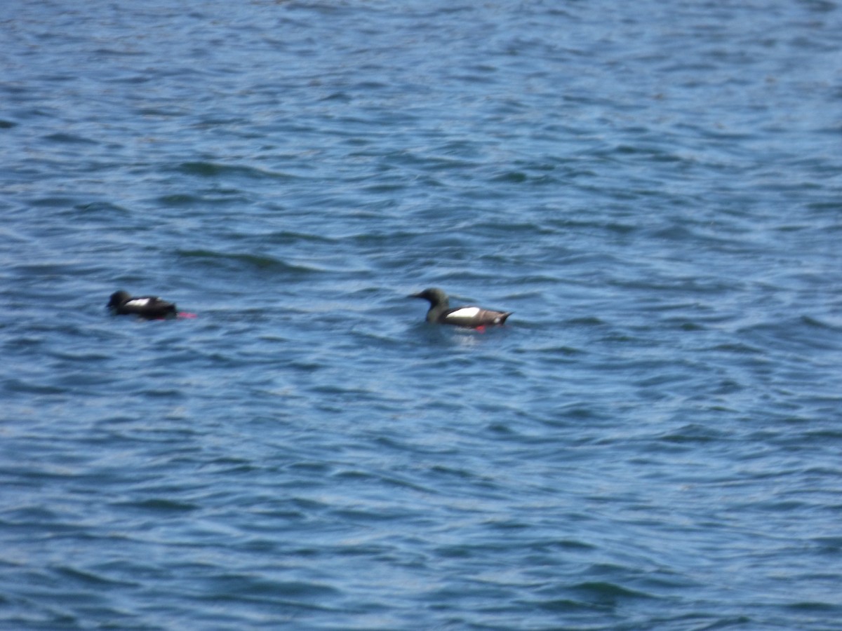 Black Guillemot - Karina Ramkalawan