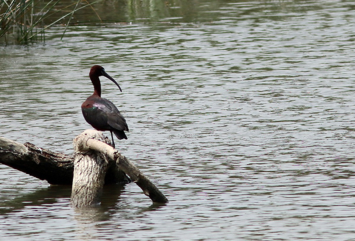 Glossy Ibis - ML620498832