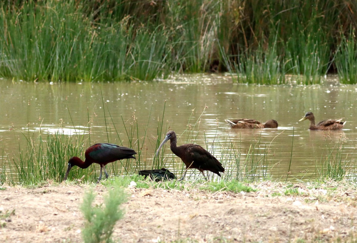 Glossy Ibis - ML620498842