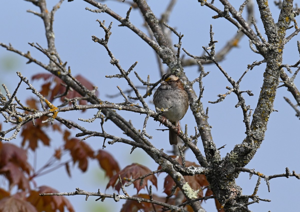 White-throated Sparrow - ML620498849