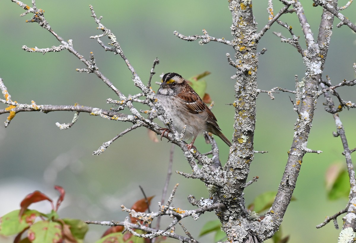 White-throated Sparrow - ML620498850