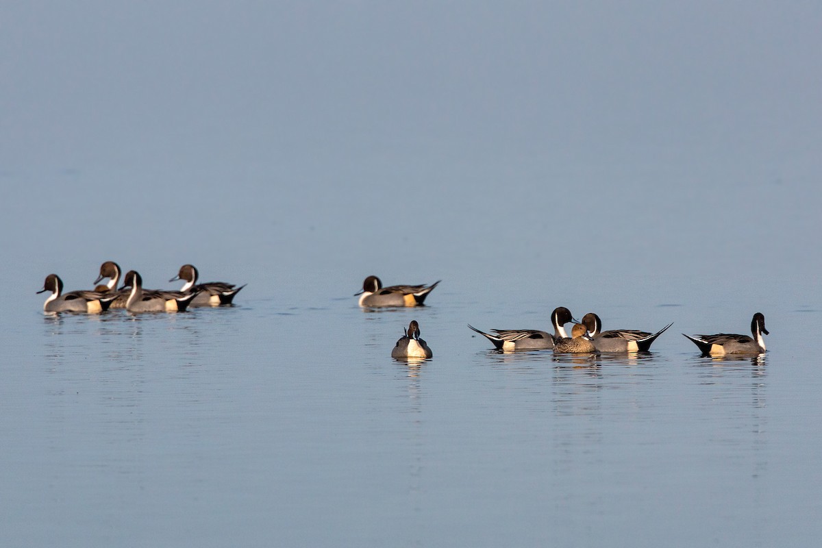 Northern Pintail - ML620498853