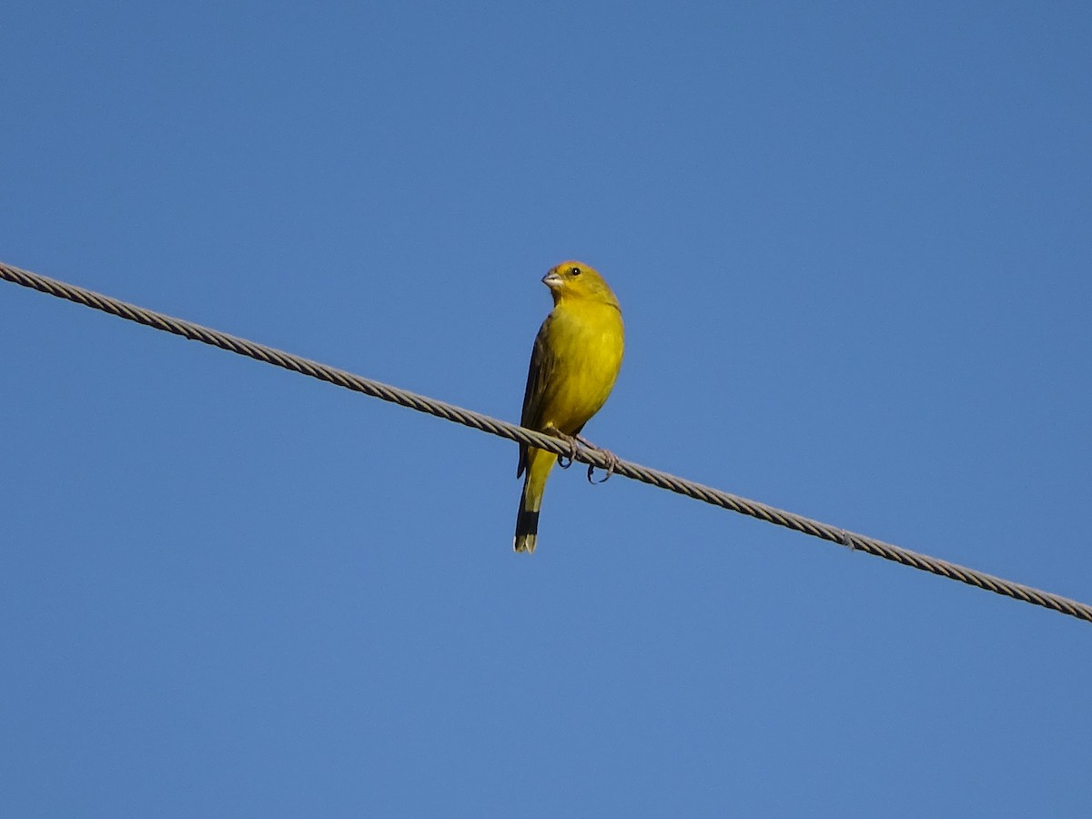 Saffron Finch - ML620498857