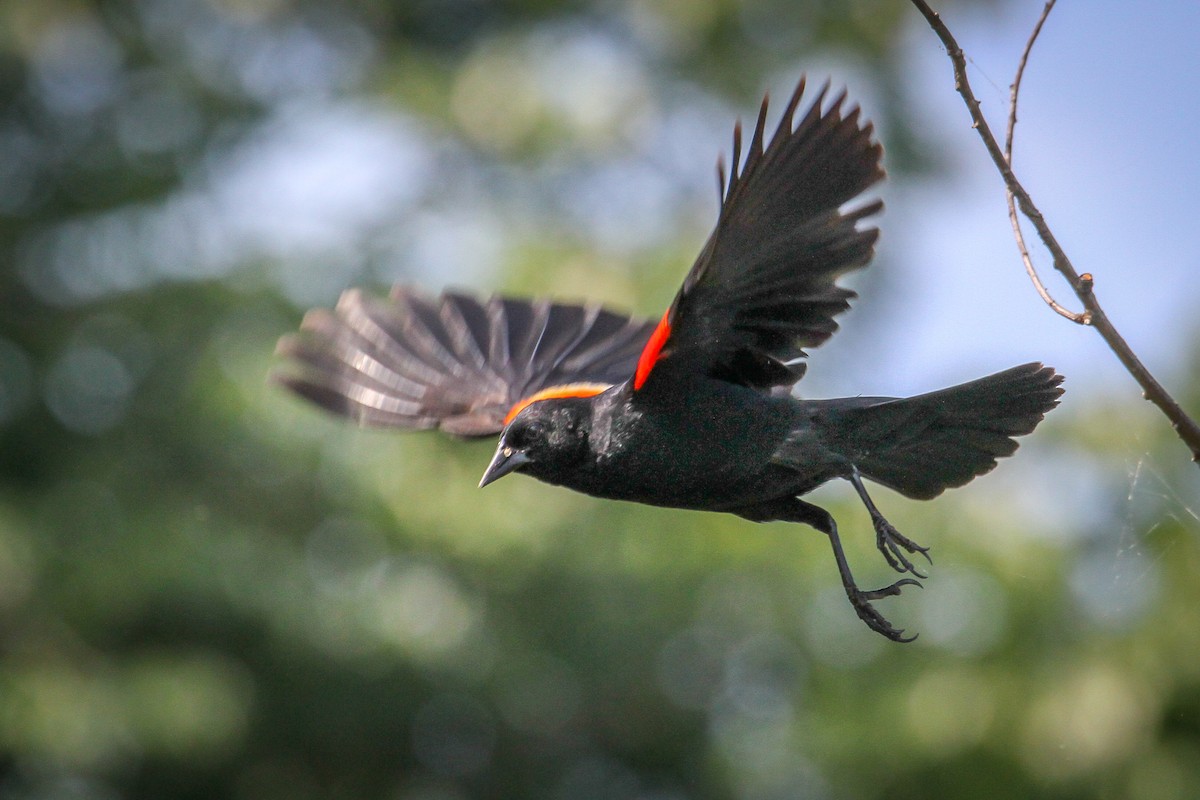 Red-winged Blackbird - ML620498864