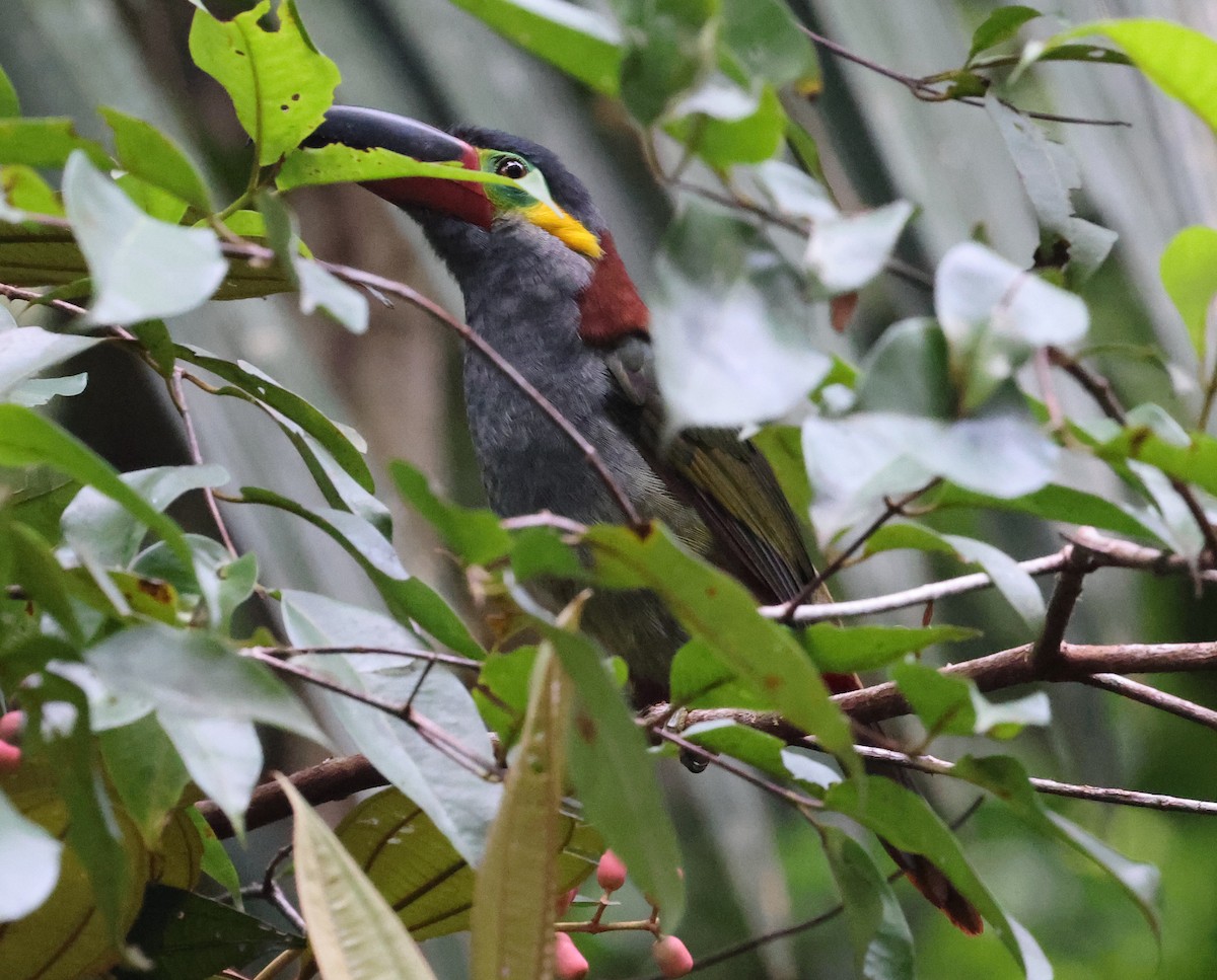 Guianan Toucanet - ML620498868