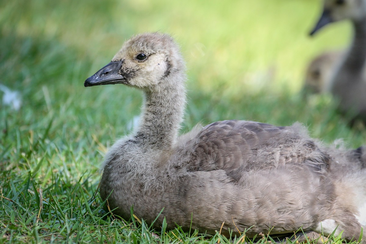 Canada Goose - ML620498875