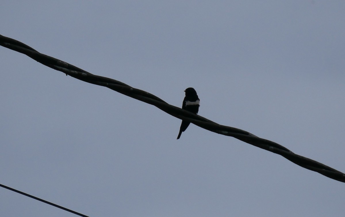 White-banded Swallow - ML620498878