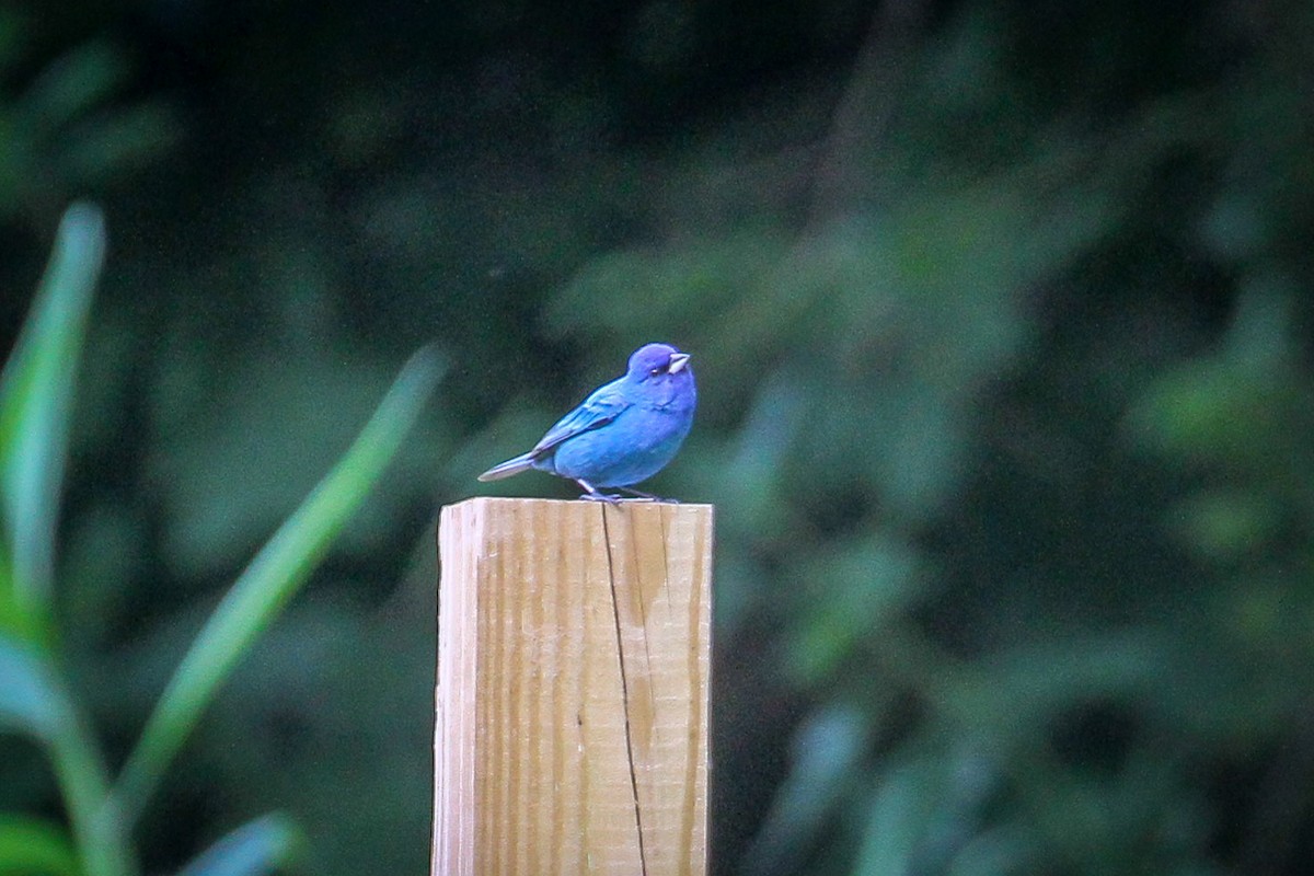 Indigo Bunting - ML620498882