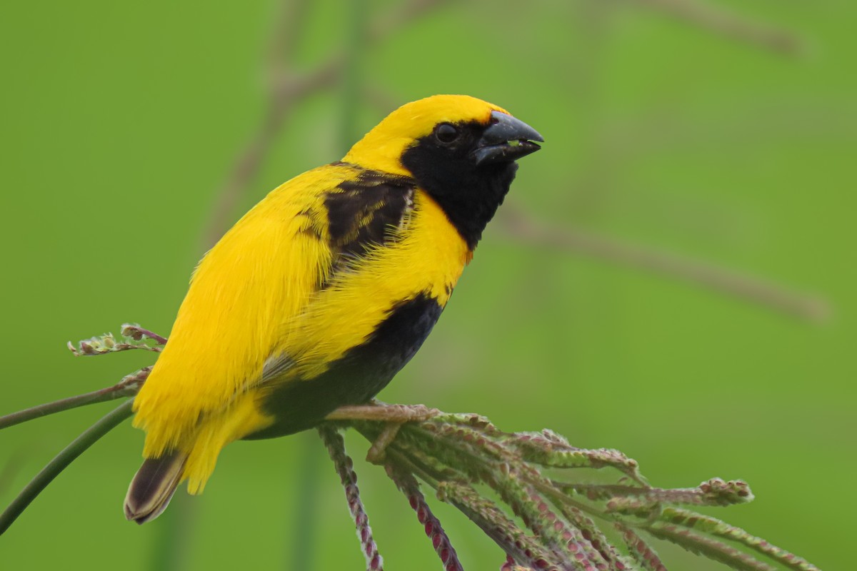 Yellow-crowned Bishop - ML620498883