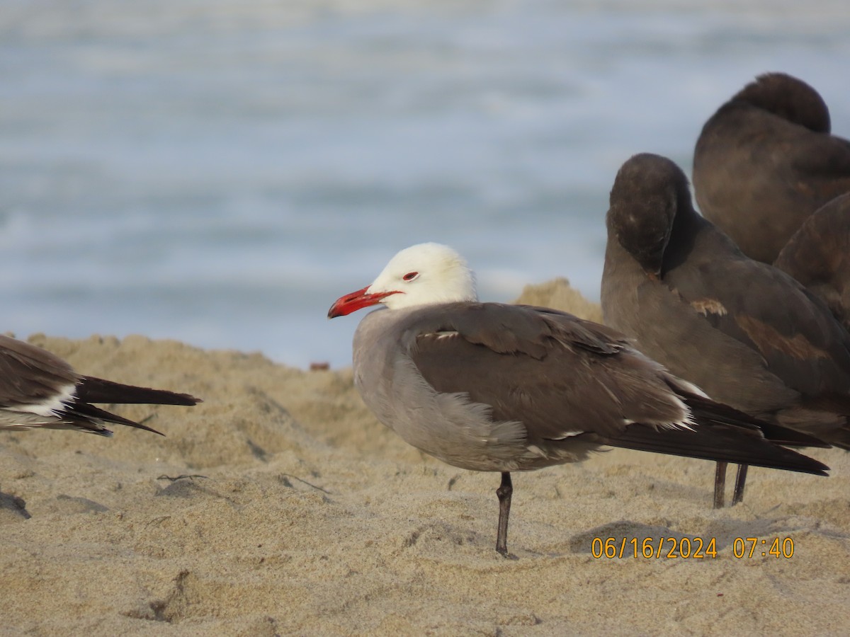 Heermann's Gull - ML620498896