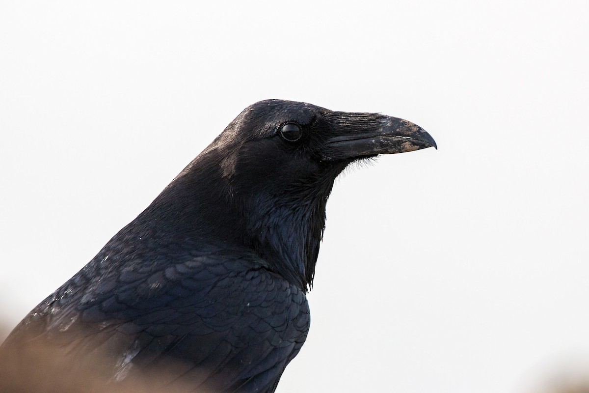 Common Raven - ML620498898