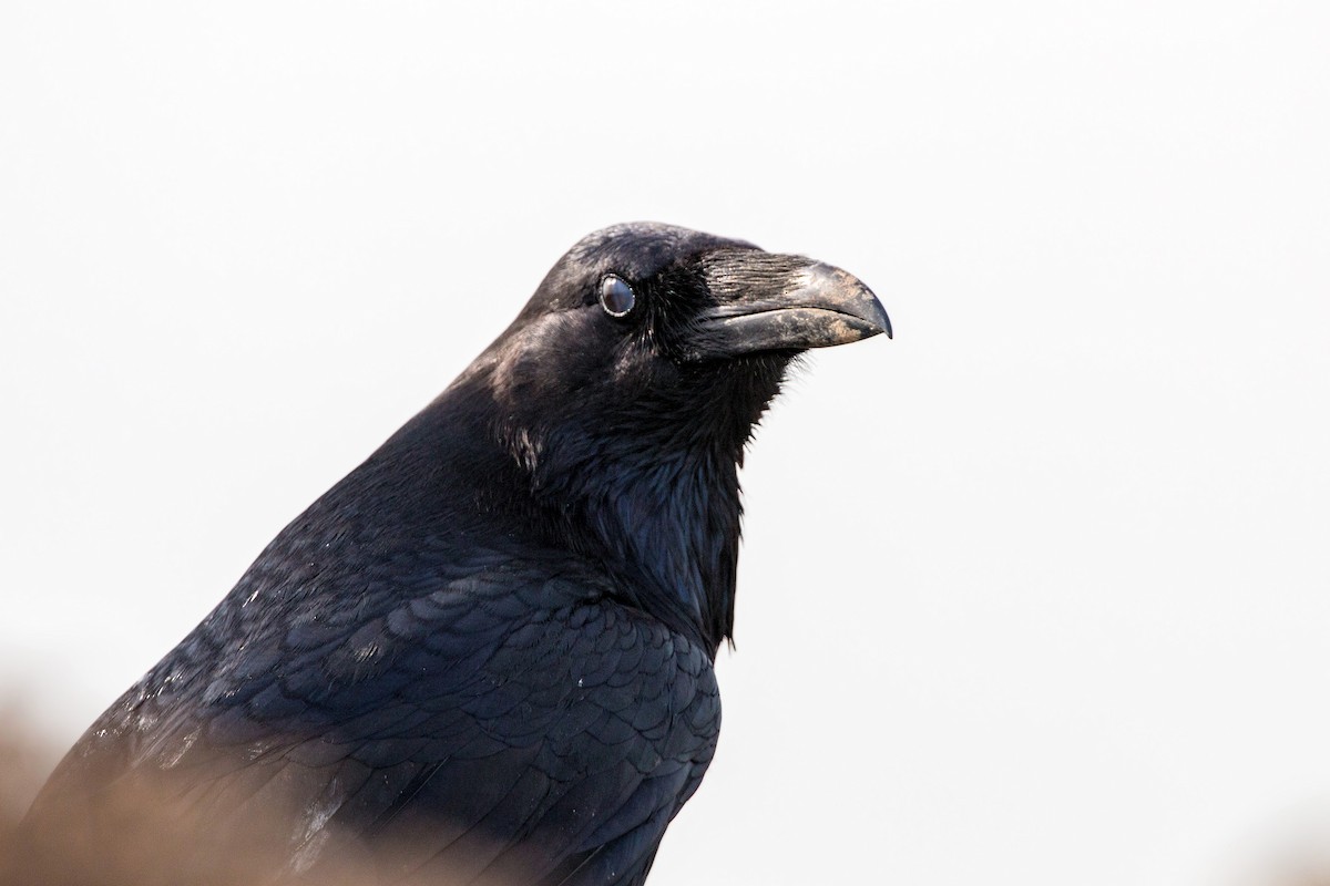 Common Raven - ML620498904
