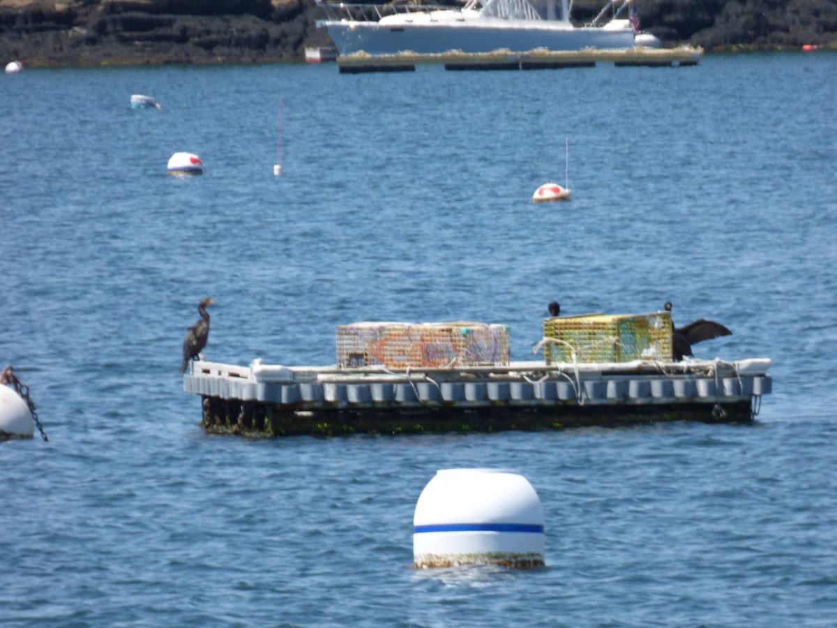 Double-crested Cormorant - ML620498906