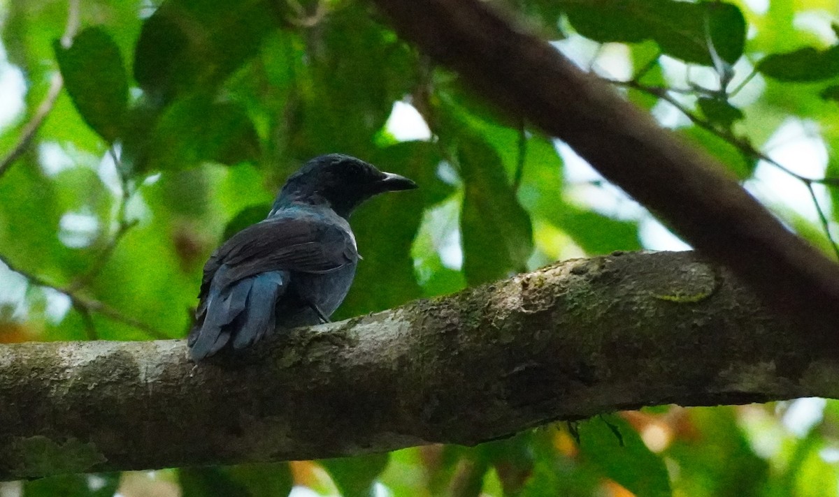 Asian Fairy-bluebird - ML620498907
