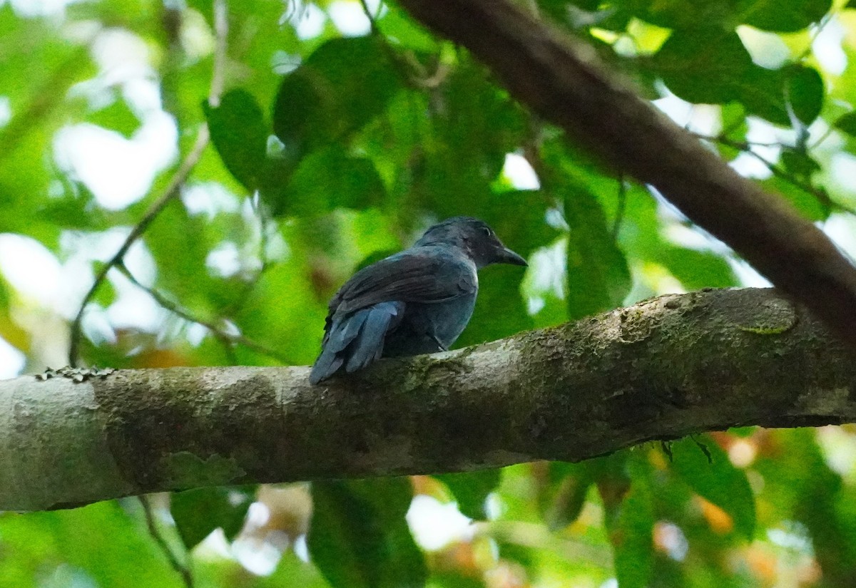 Asian Fairy-bluebird - ML620498908