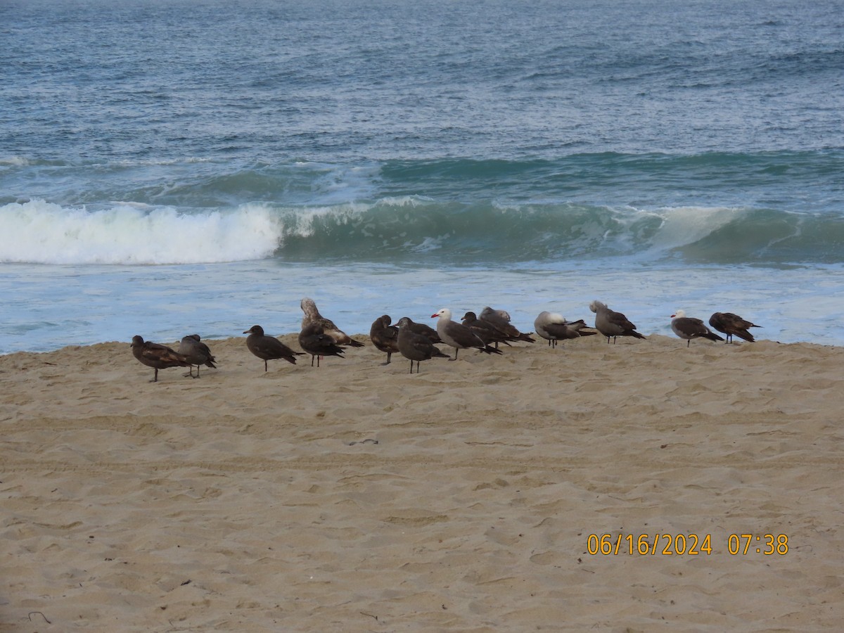 Heermann's Gull - ML620498910