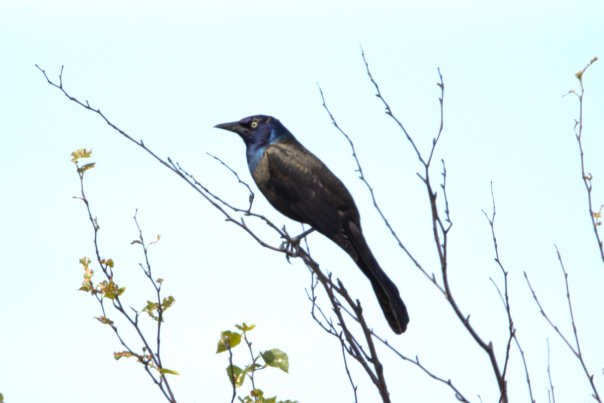 Common Grackle - ML620498912