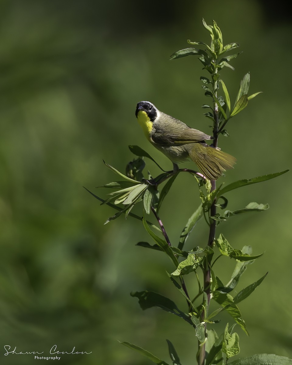 Weidengelbkehlchen - ML620498913