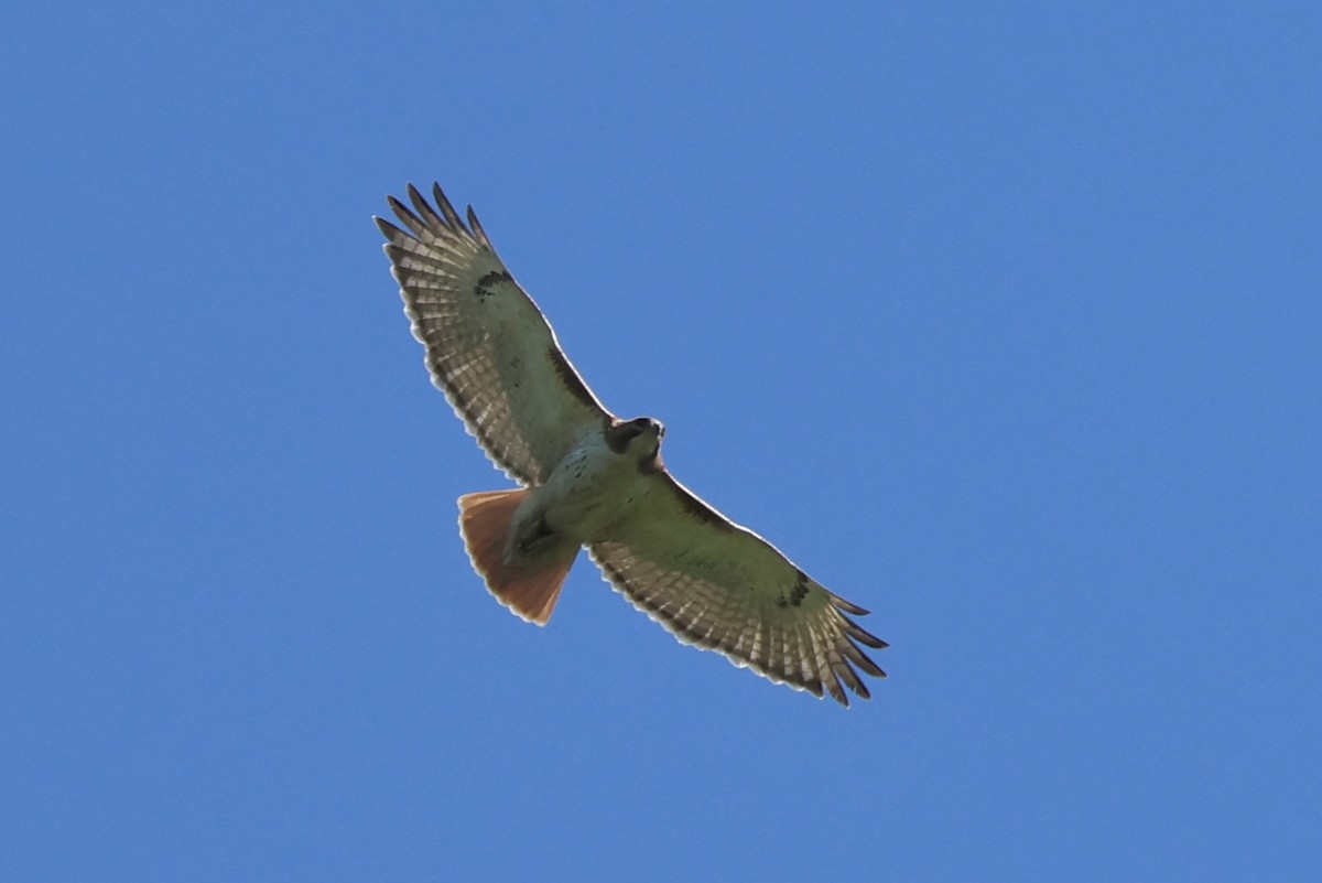 Red-tailed Hawk - ML620498914