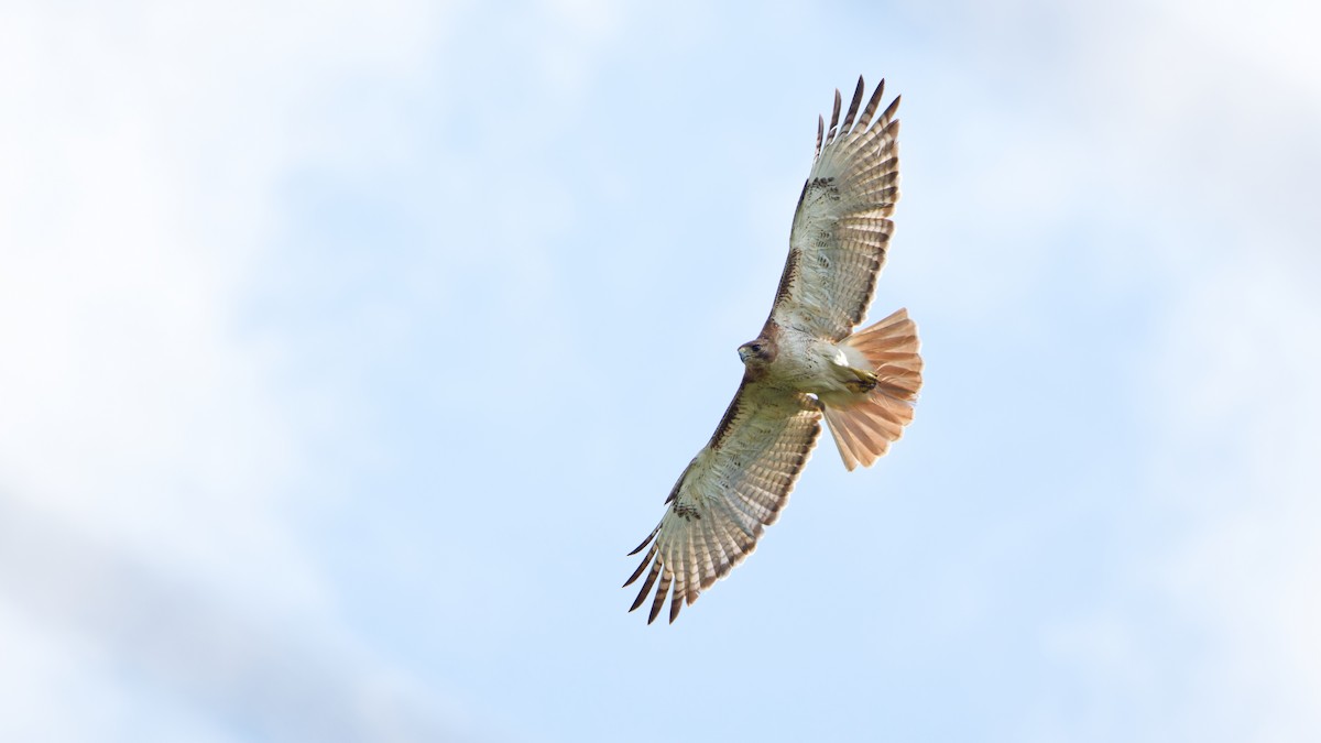 Red-tailed Hawk - ML620498920