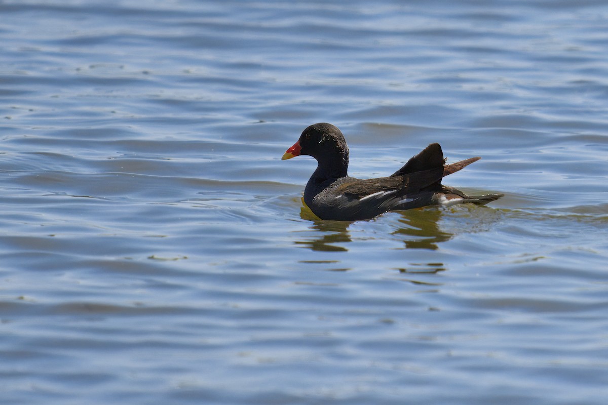 Eurasian Moorhen - ML620498925