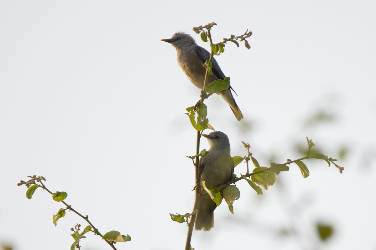 Chestnut-tailed Starling - ML620498926