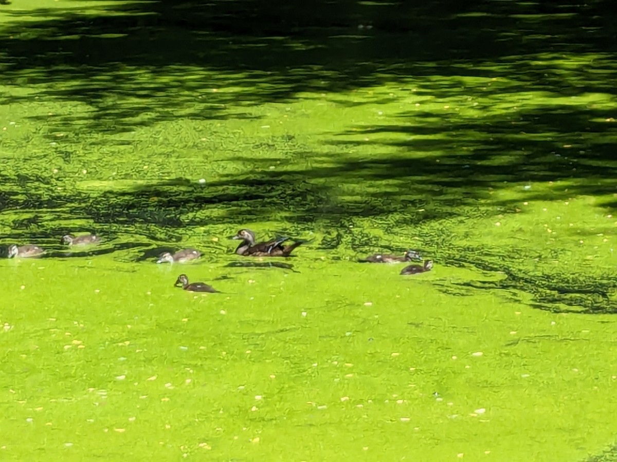 Wood Duck - ML620498939