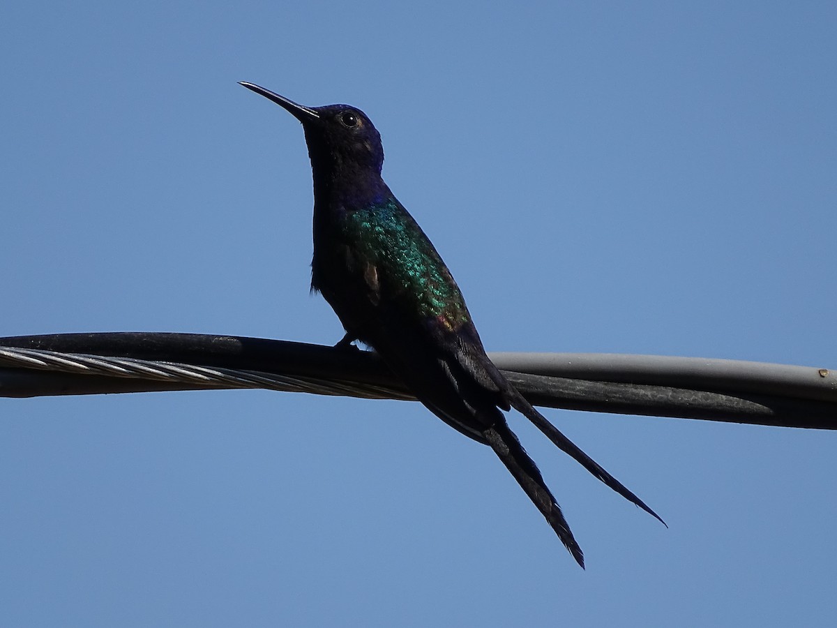 Swallow-tailed Hummingbird - ML620498941
