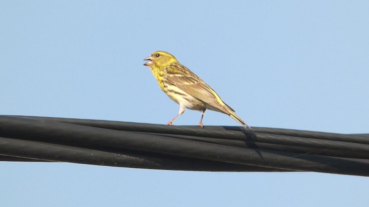 European Serin - ML620498942