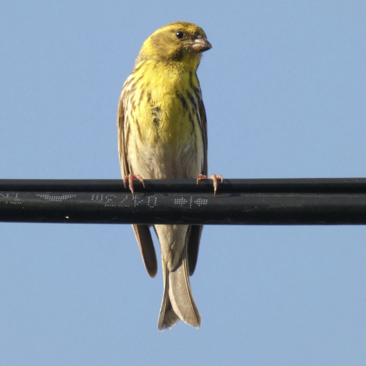 European Serin - ML620498945