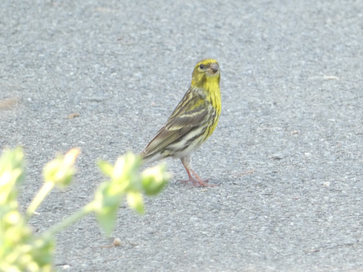 European Serin - ML620498948