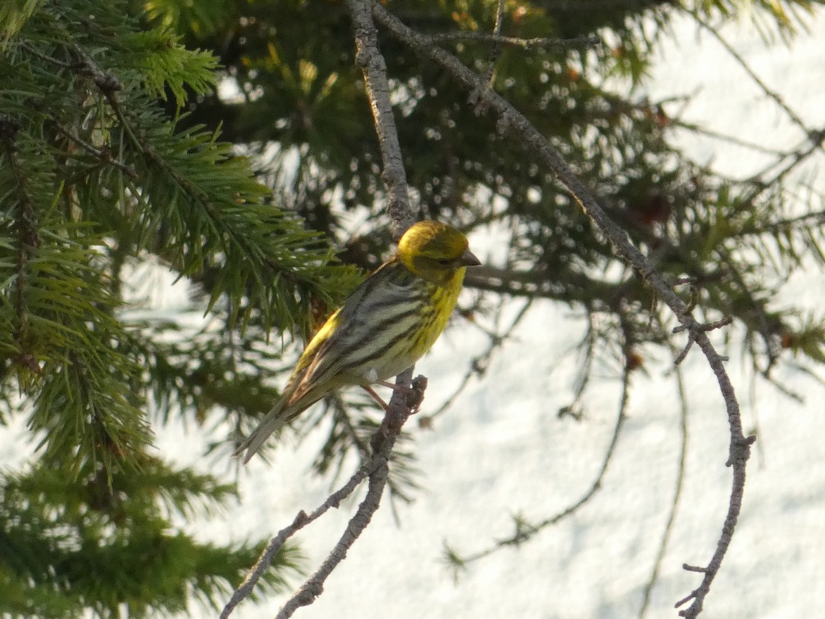 European Serin - ML620498952