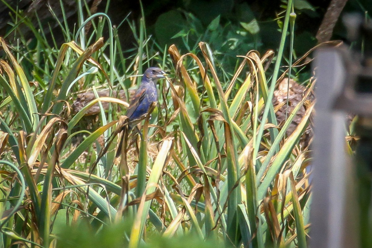 Blue Grosbeak - ML620498954