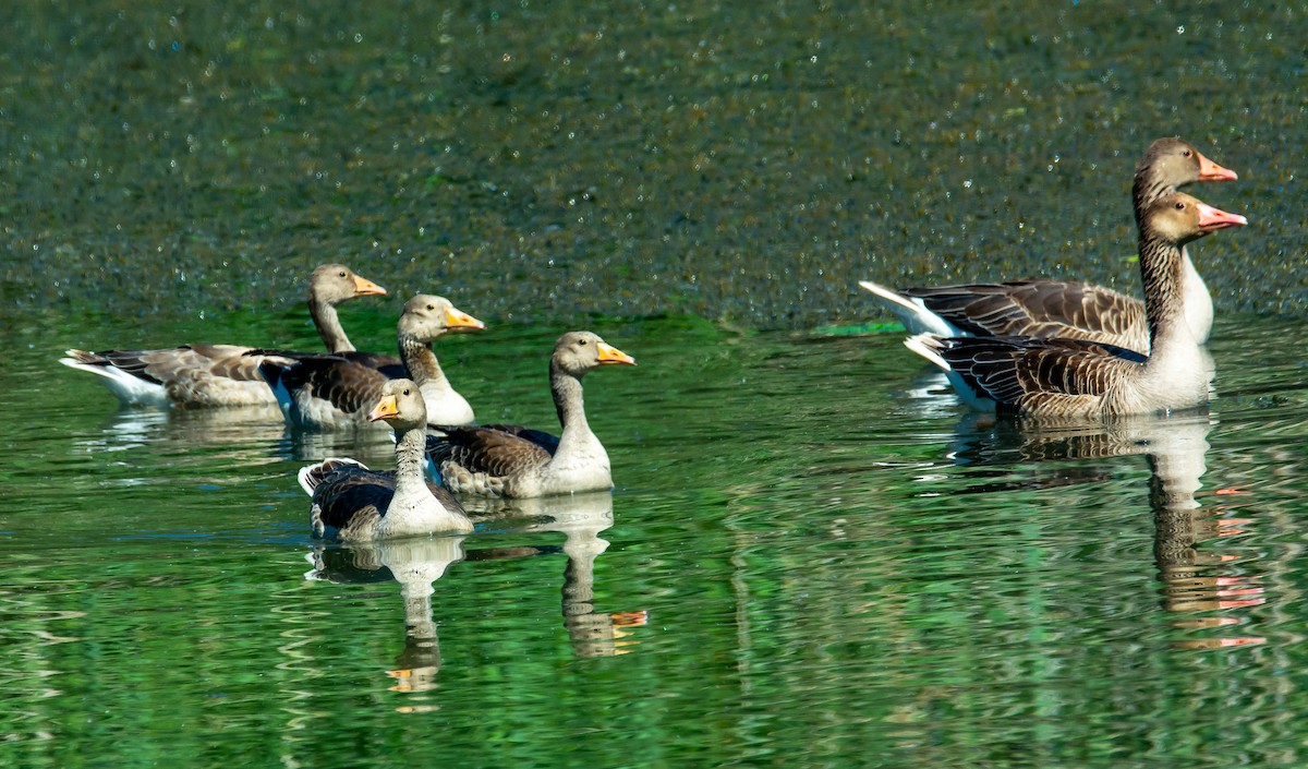 Graylag Goose - Boris Okanović