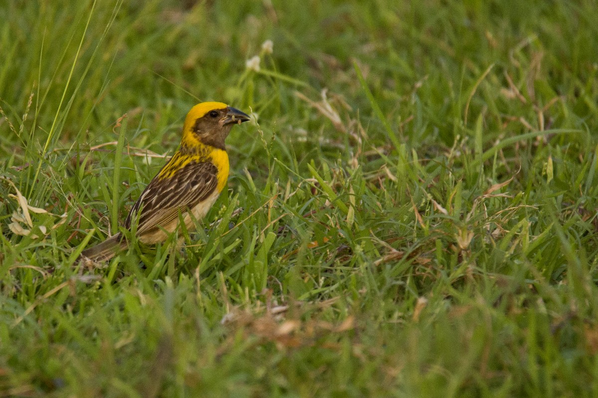 Baya Weaver - Harmeet Basur