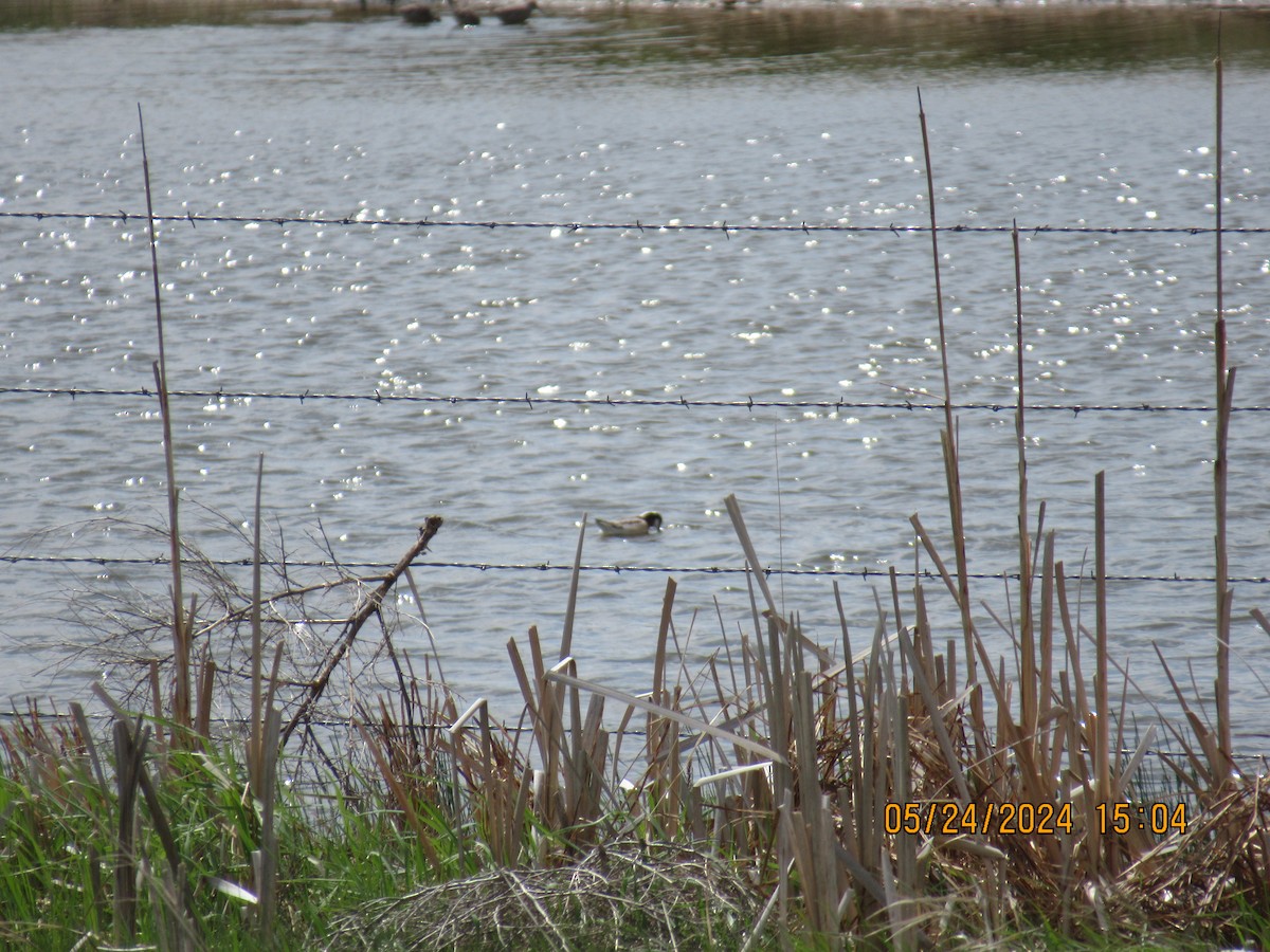 Wilson's Phalarope - ML620498964