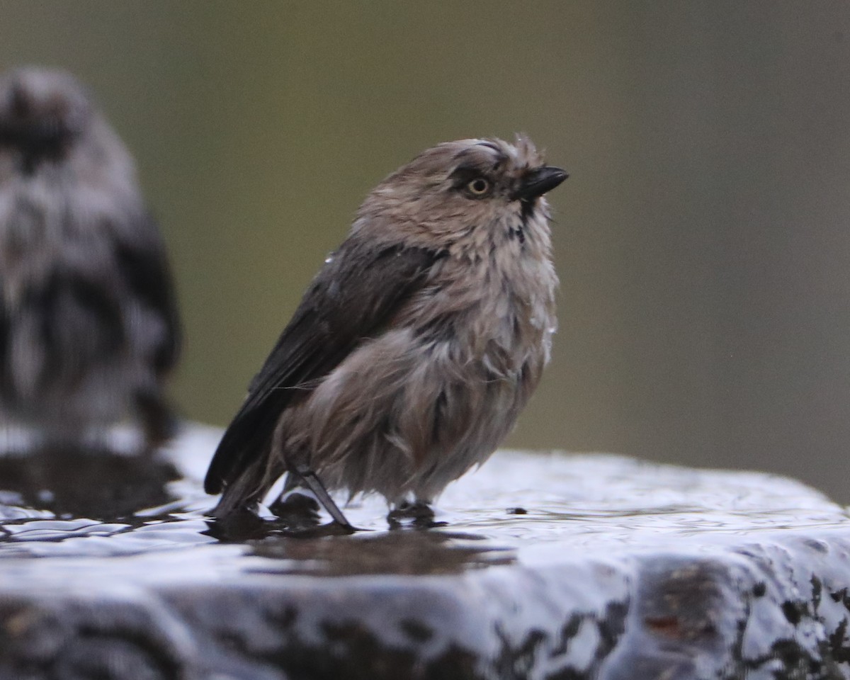 Bushtit - ML620498969