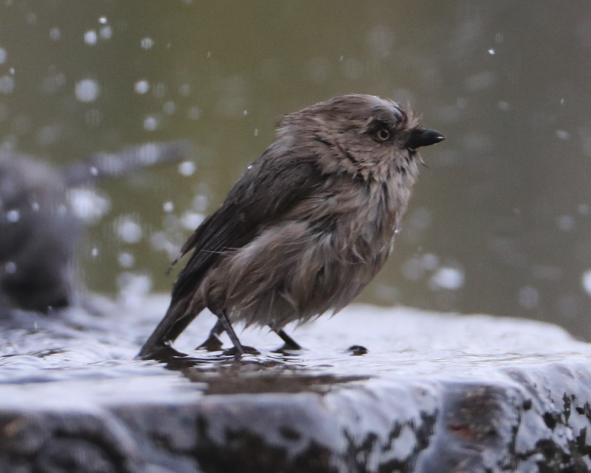 Bushtit - ML620498970